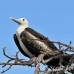 frigatebird_magnificent_nsey_h_0237_ecu0439.jpg